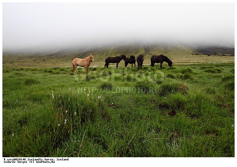  ���������� ������, ��������, ������������� ������, Equus caballus, �������, �������������� � �������� ������, ��������, ��������, �������������, �������������, �����, �����, XYZ, ���������, Equidae, �������� ������, Equus ferus caballus