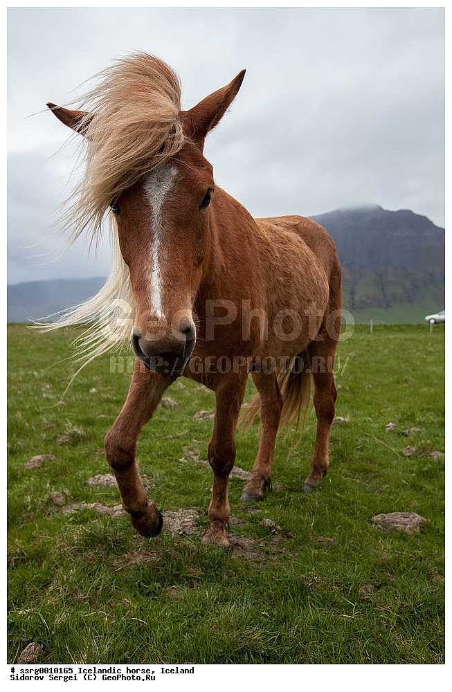  ���������� ������, ��������, ������������� ������, Equus caballus, �������, �������������� � �������� ������, ��������, ��������, �������������, �������������, �����, �����, XYZ, ���������, Equidae, �������� ������, Equus ferus caballus