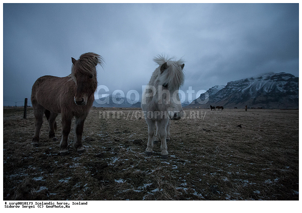  ���������� ������, ��������, ������������� ������, Equus caballus, �������, �������������� � �������� ������, ��������, ��������, �������������, �������������, �����, �����, XYZ, ���������, Equidae, �������� ������, Equus ferus caballus