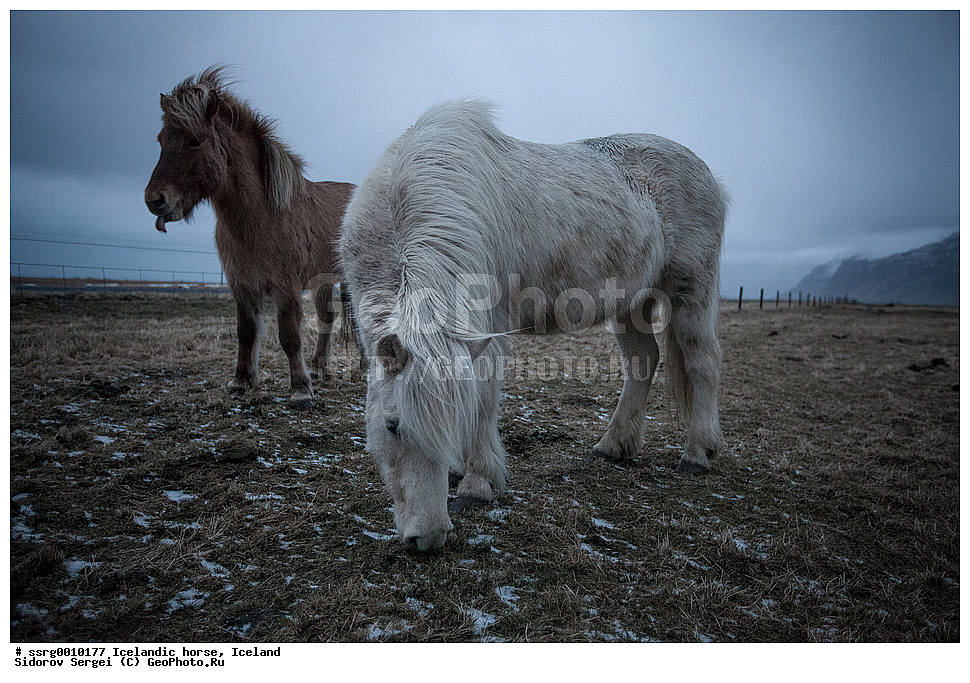  ���������� ������, ��������, ������������� ������, Equus caballus, �������, �������������� � �������� ������, ��������, ��������, �������������, �������������, �����, �����, XYZ, ���������, Equidae, �������� ������, Equus ferus caballus
