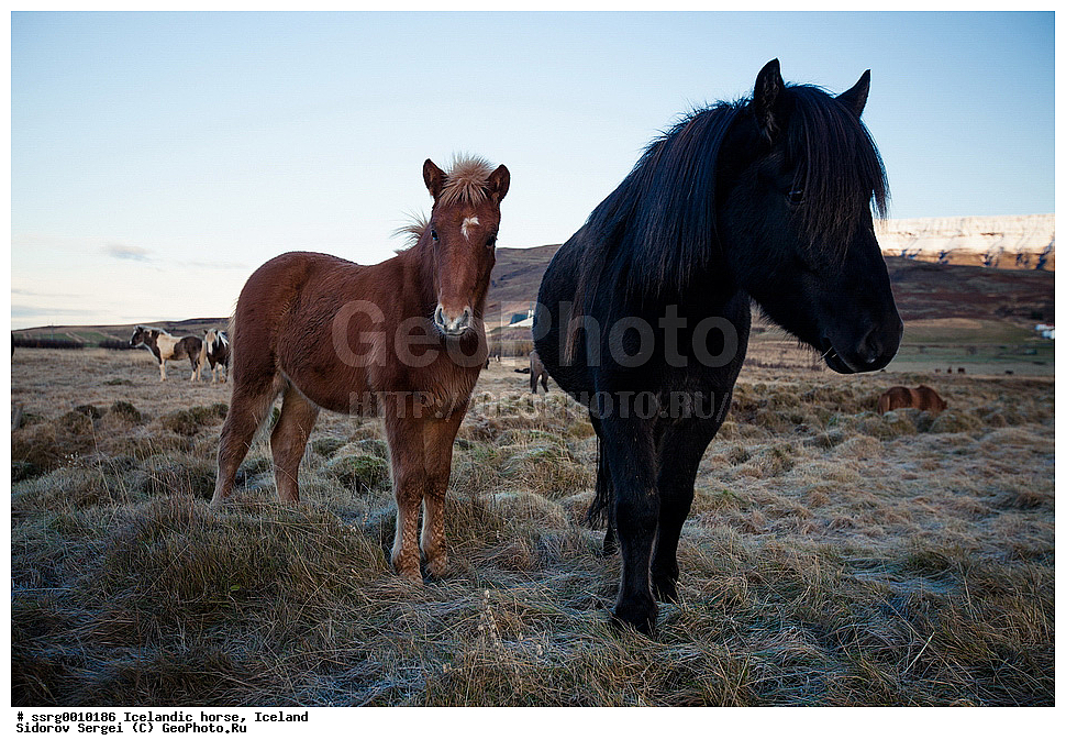  ���������� ������, ��������, ������������� ������, Equus caballus, �������, �������������� � �������� ������, ��������, ��������, �������������, �������������, �����, �����, XYZ, ���������, Equidae, �������� ������, Equus ferus caballus