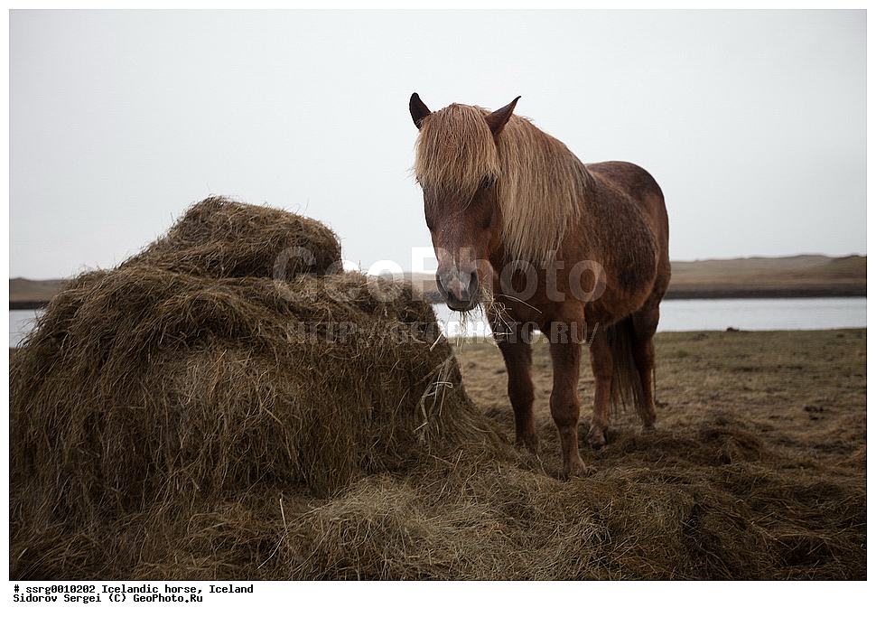  ���������� ������, ��������, ������������� ������, Equus caballus, �������, �������������� � �������� ������, ��������, ��������, �������������, �������������, �����, �����, XYZ, ���������, Equidae, �������� ������, Equus ferus caballus