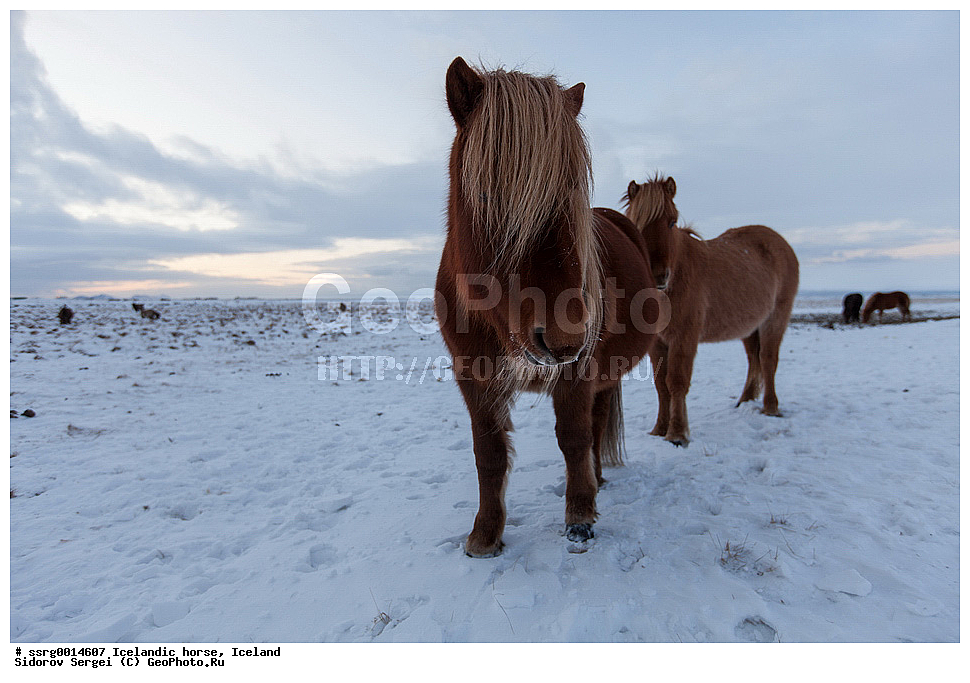  ���������� ������, ��������, ������������� ������, Equus caballus, �������, �������������� � �������� ������, ��������, ��������, �������������, �������������, �����, �����, XYZ, ���������, Equidae, �������� ������, Equus ferus caballus