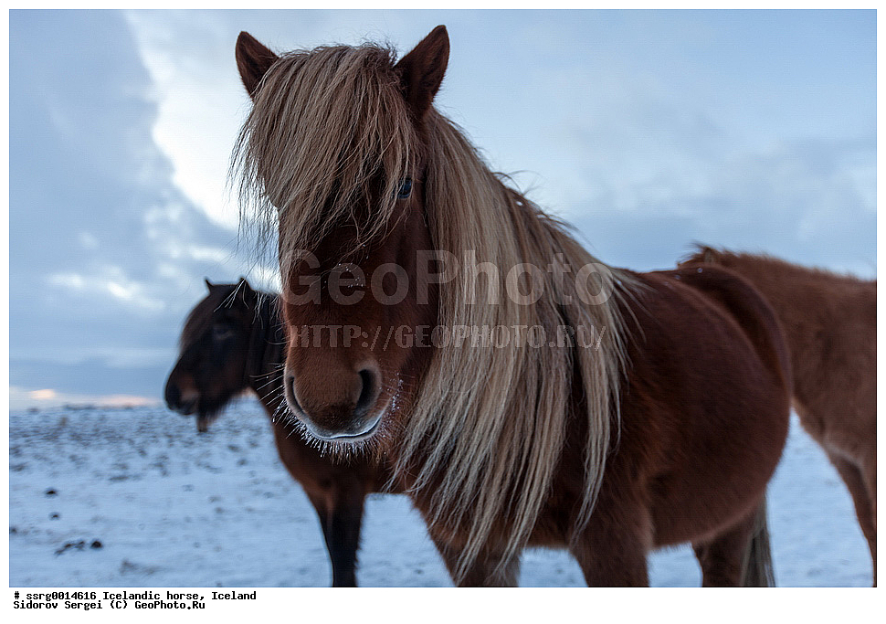  ���������� ������, ��������, ������������� ������, Equus caballus, �������, �������������� � �������� ������, ��������, ��������, �������������, �������������, �����, �����, XYZ, ���������, Equidae, �������� ������, Equus ferus caballus