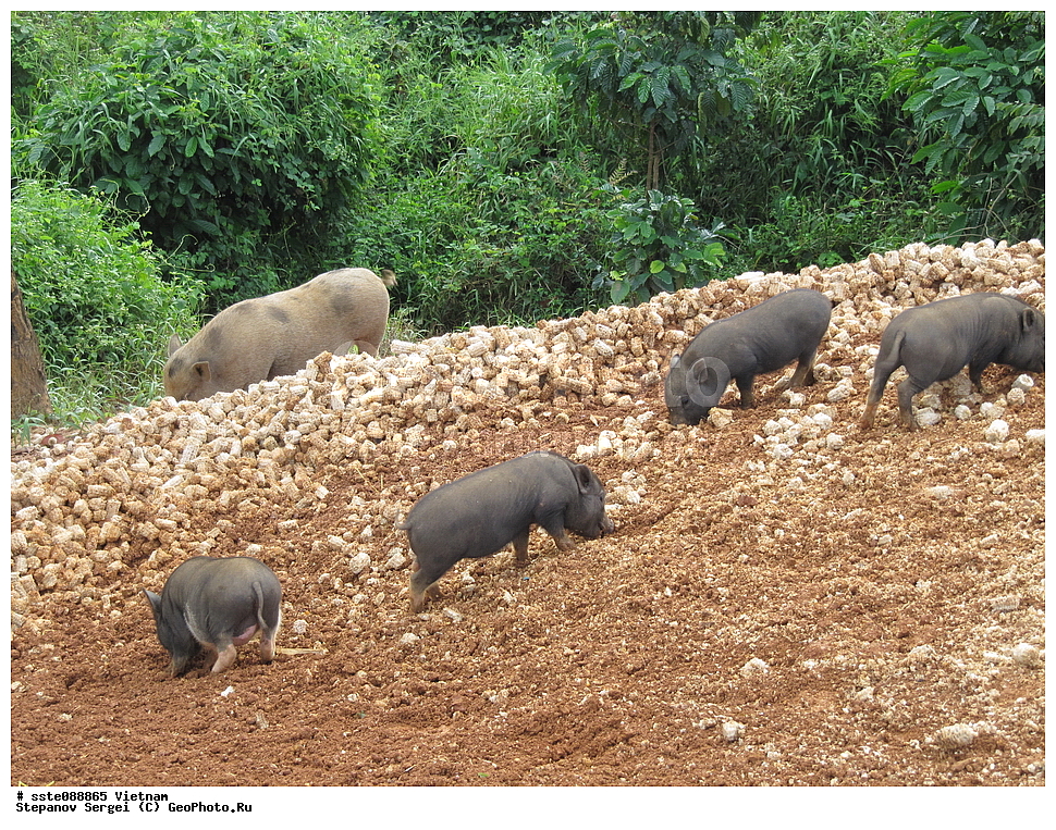 �������, ���������� �������, ����, ���-��������� ����, ���������