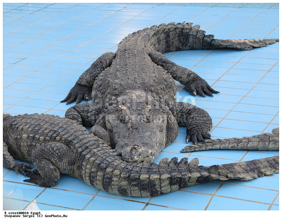 ������, �������� ����������, �����������