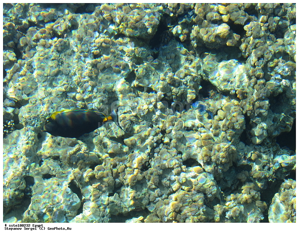 ������, �������� ����������, �����������