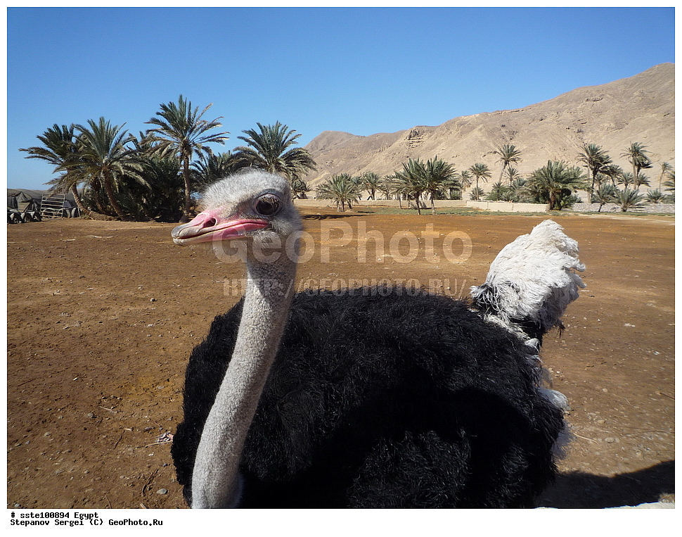 ������, �������� ����������, �����������