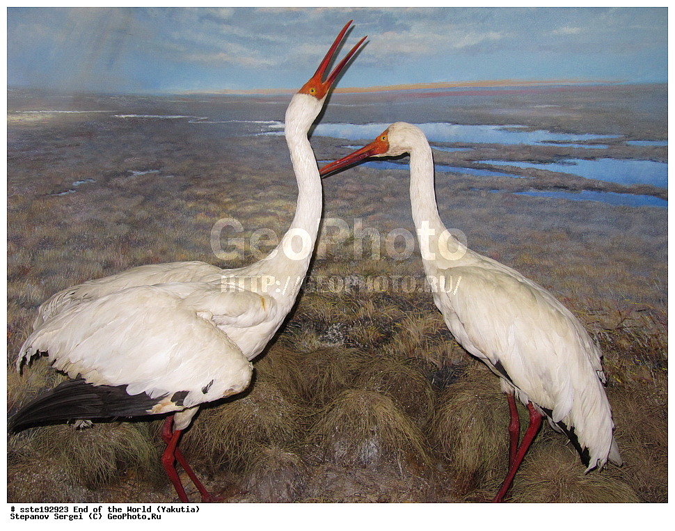 ������, ���������� ����, ������, ���� �����, ��������������� ����������� �����, �����, ������