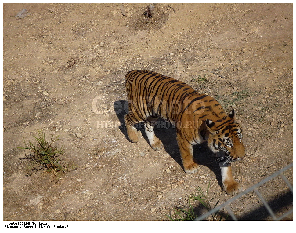 �����, ��������� ����������, �������� ������, ������, ��������, ��������, �������������, �������������, �����, �����, �������, ������, XYZ, �������, Felidae, ����, Panthera tigris, �������, ������, �������������, ��������, ��������, �������������, �������������, �����, �����, �������, ������, XYZ, �������, Felidae, ����, Panthera tigris, �������, ������, �������������