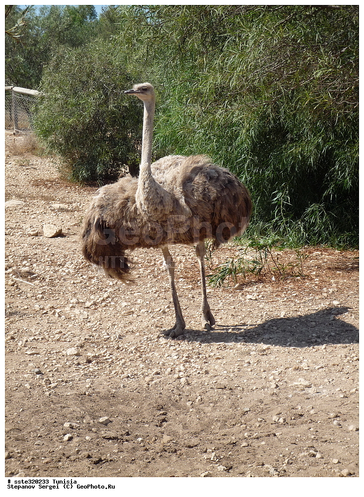 �����, ��������� ����������, �������� ������, ������, ��������, ��������, �����, �����, ��������, �����������, , ����������, ����������� ������, Struthio camelus, �������, ������, �������������, XYZ