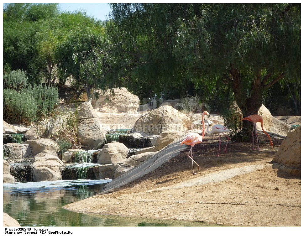 �����, ��������� ����������, �������� ������, ������, ��������, ��������, �����, �����, ��������, �����������, XYZ, �����������, Phoenicopteridae, ������� ��������, Phoenicopterus ruber, �������, ������, �������������, ��������, ��������, �����, �����, ��������, �����������, XYZ, �����������, Phoenicopteridae, ������� ��������, Phoenicopterus ruber, �������, ������, �������������, ������������ ��������, ������� ��������, Phoenicopterus roseus