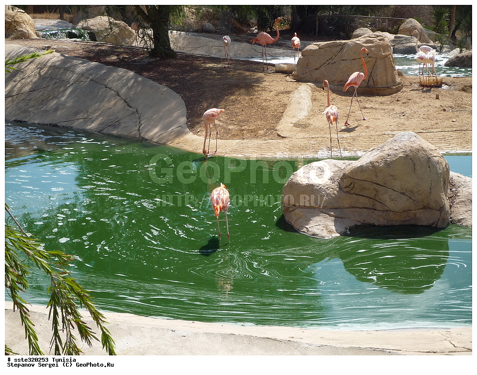 �����, ��������� ����������, �������� ������, ������, ��������, ��������, �����, �����, ��������, �����������, XYZ, �����������, Phoenicopteridae, ������� ��������, Phoenicopterus ruber, �������, ������, �������������, ��������, ��������, �����, �����, ��������, �����������, XYZ, �����������, Phoenicopteridae, ������� ��������, Phoenicopterus ruber, �������, ������, �������������, ������������ ��������, ������� ��������, Phoenicopterus roseus