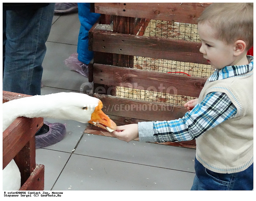 ���������� �������, ������