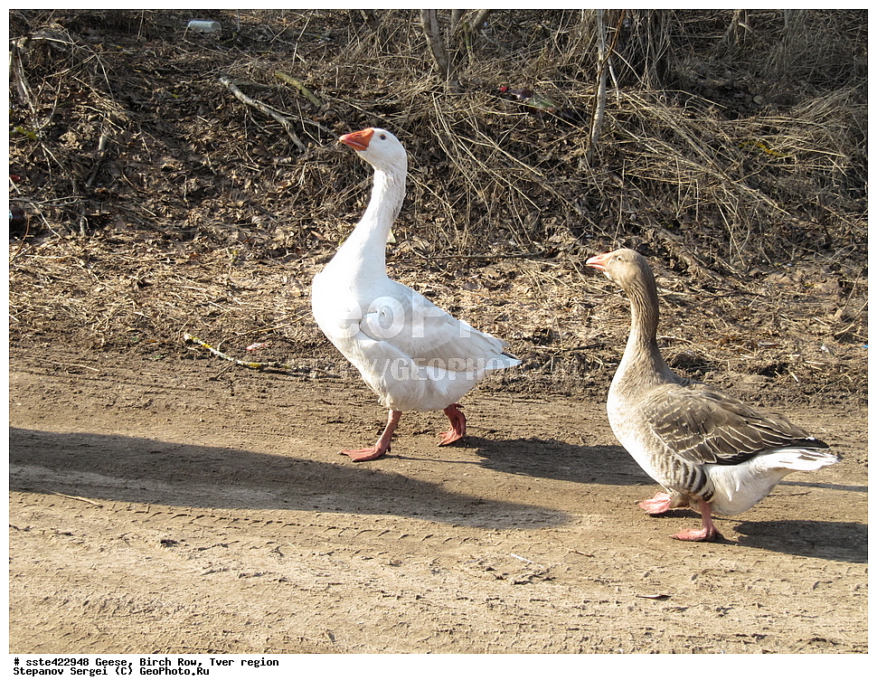 ����, ��������� �����, �������� �������