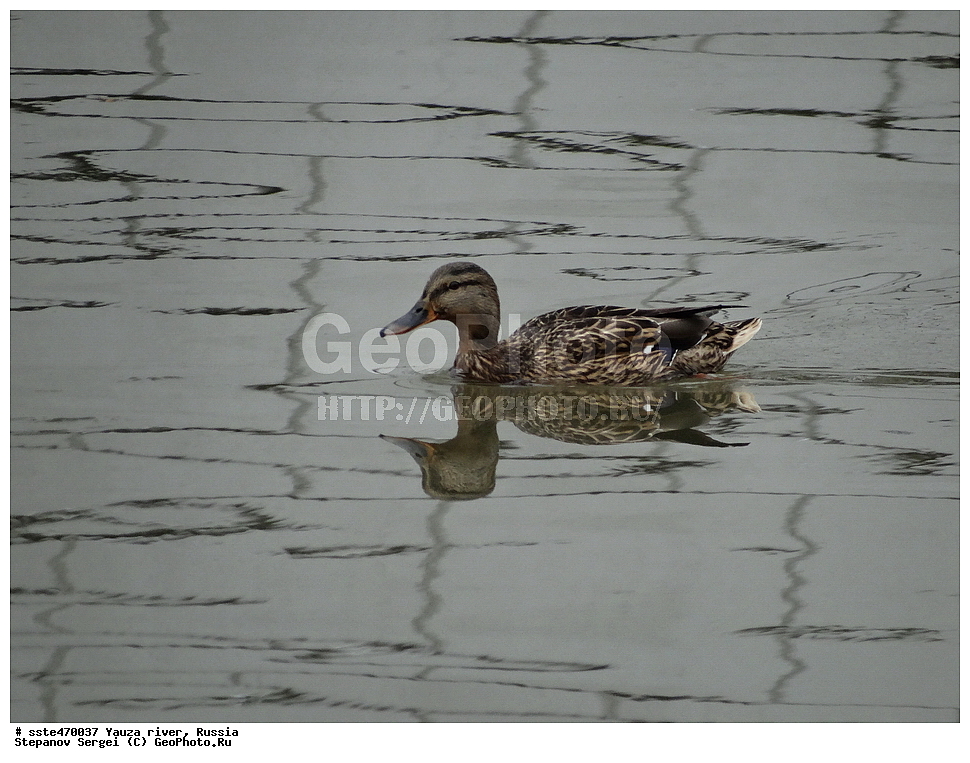 ����, ����, ������, ���������,  ������, 2016