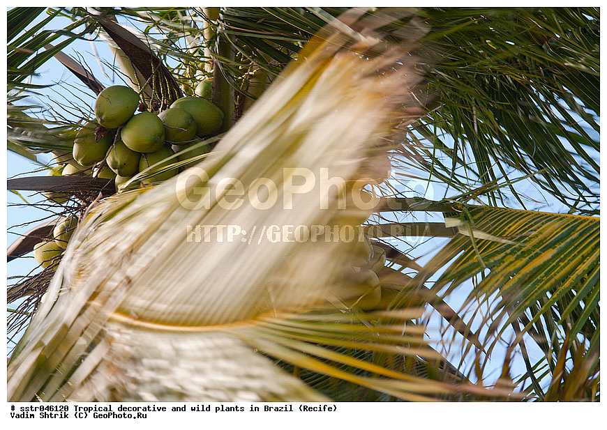 �����������, ������������, ��������, �����, ��������, ������, �������, �������, ����������� ���