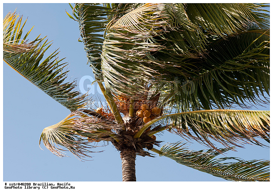 ������������ ��������, ������, ��������, , ������, �����, ����, ���������, �����, ��������