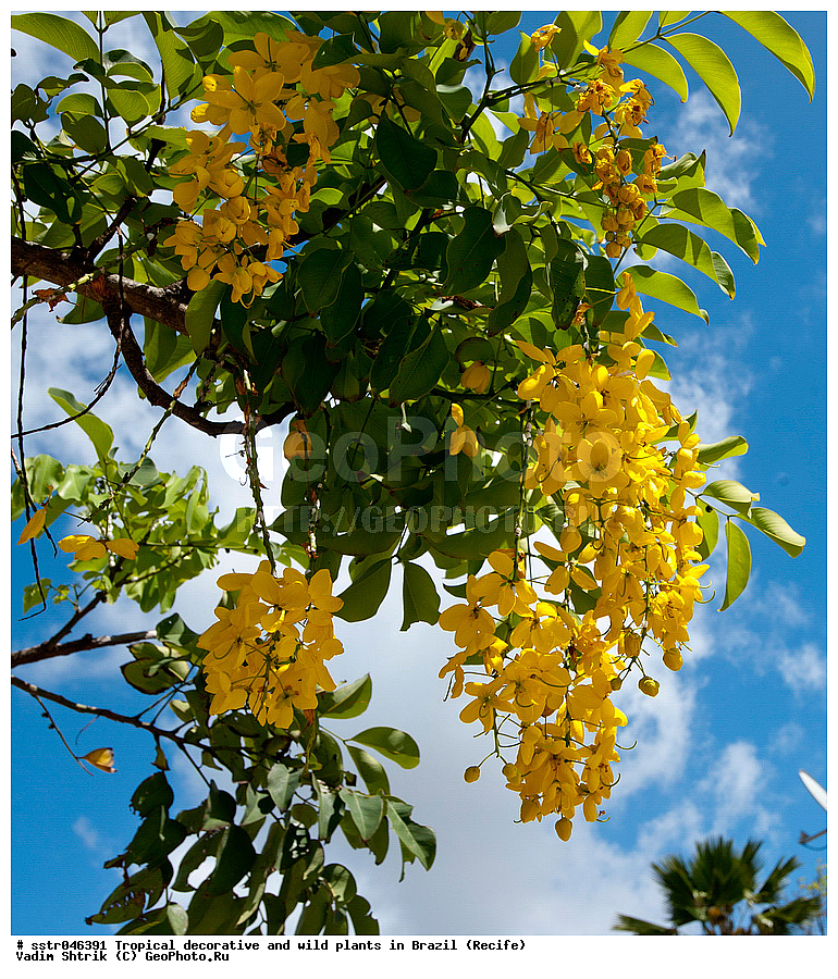 �����������, ������������, ��������, �����, ��������, ������, �������, �������, ����������� ���, ������, ������ �����, ������������ �������, ��������������