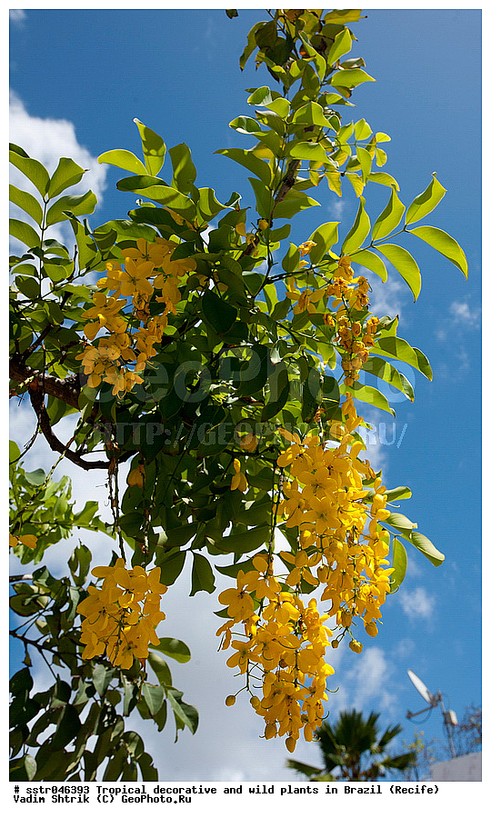 �����������, ������������, ��������, �����, ��������, ������, �������, �������, ����������� ���, ������, ������ �����, ������������ �������, ��������������