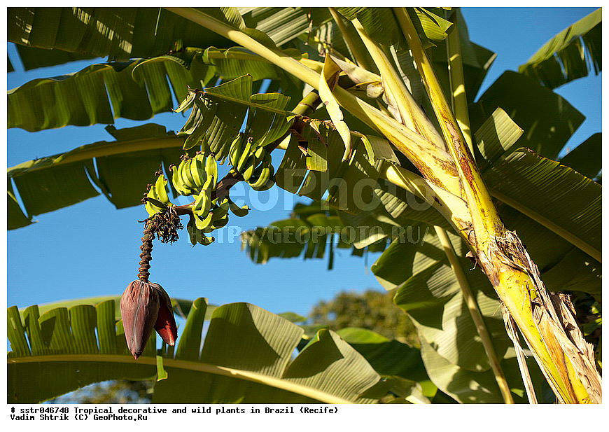 �����������, ������������, ��������, �����, ��������, ������, �������, �������, ����������� ���, ������, ������ �����, ������������ �������, ��������������, ������ ��������, �����, ���������� ��������, ������� ��������, ������� ��������, �������������������� ��������, ���������� ��������, ������������, ������������, ������, �����, XYZ, ���������, Musaceae, ����� �������, �����, Musa x paradisiaca, Musa acuminata x Musa balbisiana