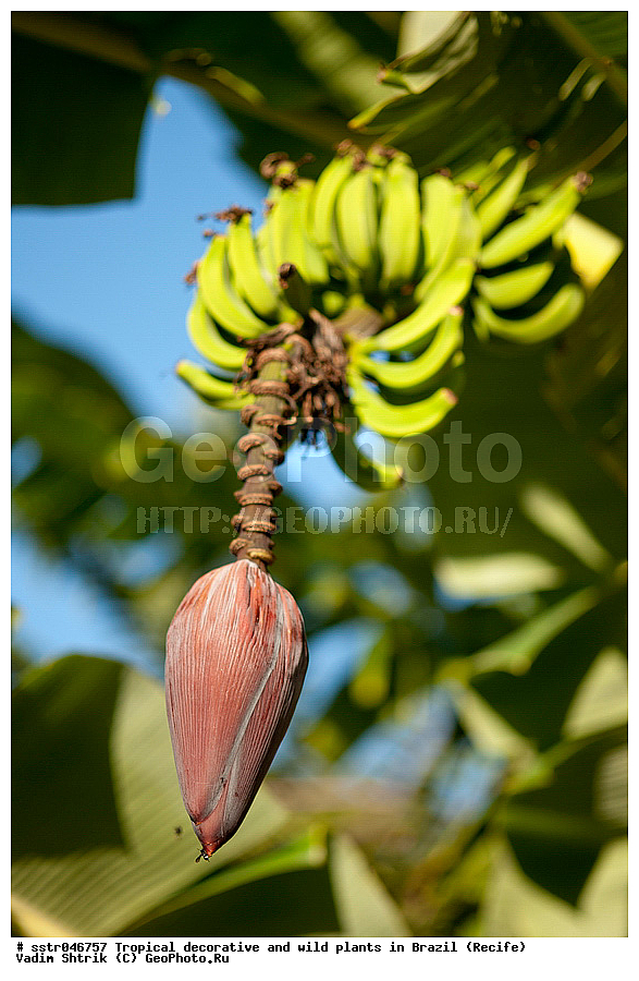 �����������, ������������, ��������, �����, ��������, ������, �������, �������, ����������� ���, ������, ������ �����, ������������ �������, ��������������, ������ ��������, �����, ���������� ��������, ������� ��������, ������� ��������, �������������������� ��������, ���������� ��������, ������������, ������������, ������, �����, XYZ, ���������, Musaceae, ����� �������, �����, Musa x paradisiaca, Musa acuminata x Musa balbisiana