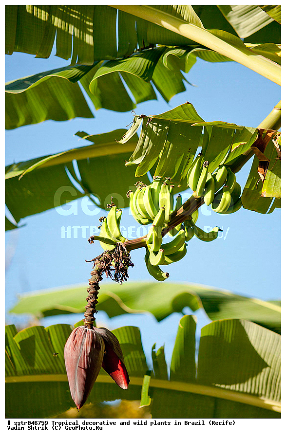 �����������, ������������, ��������, �����, ��������, ������, �������, �������, ����������� ���, ������, ������ �����, ������������ �������, ��������������, ������ ��������, �����, ���������� ��������, ������� ��������, ������� ��������, �������������������� ��������, ���������� ��������, ������������, ������������, ������, �����, XYZ, ���������, Musaceae, ����� �������, �����, Musa x paradisiaca, Musa acuminata x Musa balbisiana