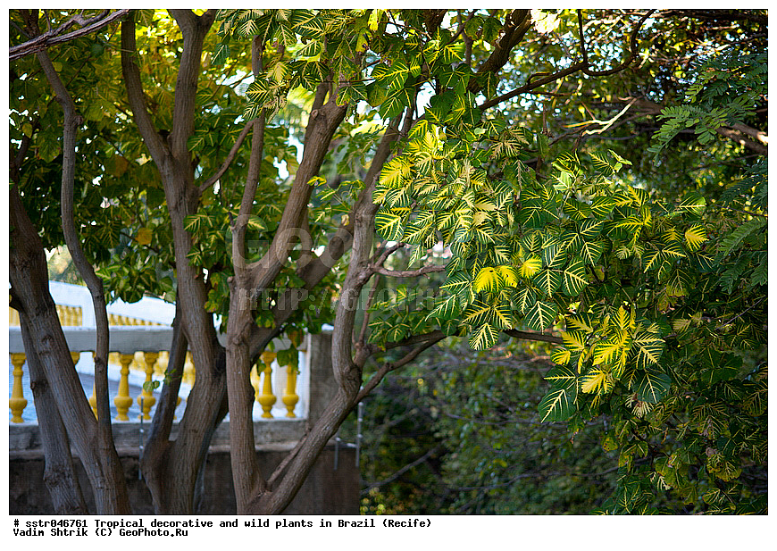 �����������, ������������, ��������, �����, ��������, ������, �������, �������, ����������� ���, ������, ������ �����, ������������ �������, ��������������