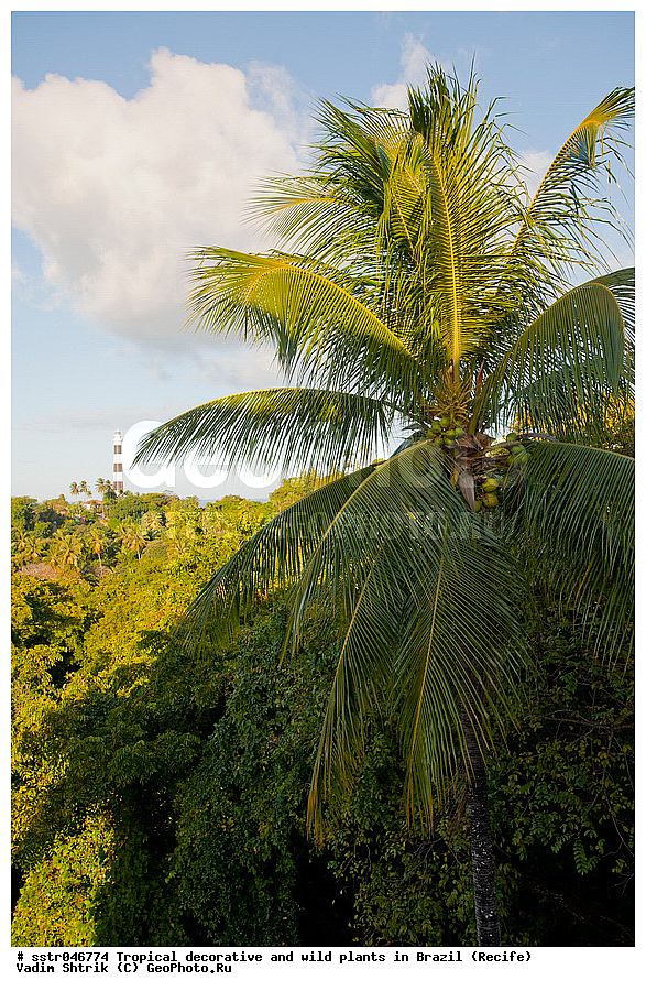 �����������, ������������, ��������, �����, ��������, ������, �������, �������, ����������� ���, ������, ������ �����, ������������ �������, ��������������