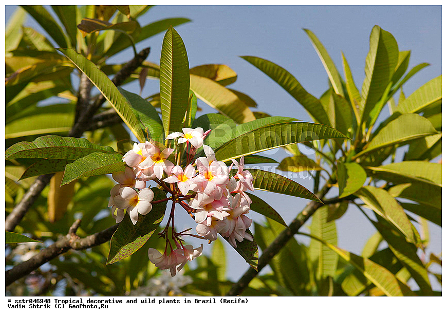 �����������, ������������, ��������, �����, ��������, ������, �������, �������, ����������� ���