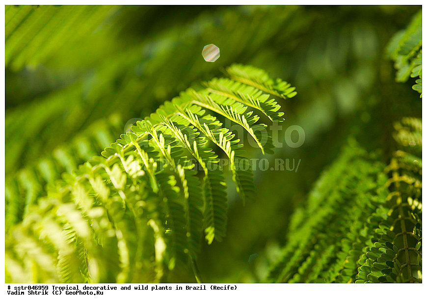 �����������, ������������, ��������, �����, ��������, ������, �������, �������, ����������� ���