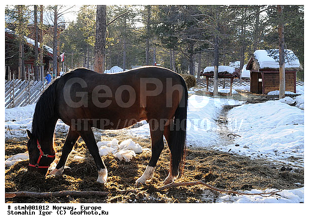 �����������, ��������, �������