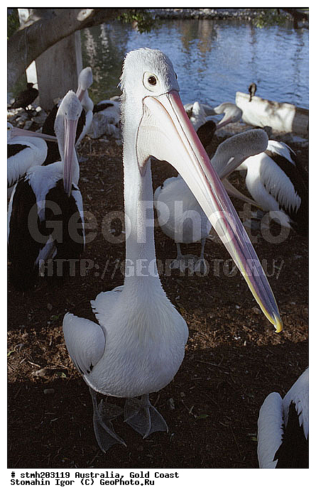 "����, ����, ��������, �����, �����������, ""���, ����, ��������, ��������, �����, �����, ��������, �����������, ������� �����, ������� �����, XYZ, �����������, Pelecanidae, ������������� �������, ������� �������, Pelecanus conspicillatus, ���������