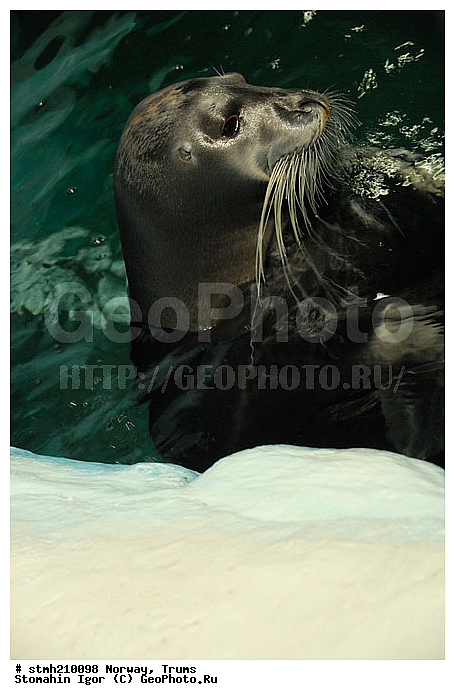 ��������, ������