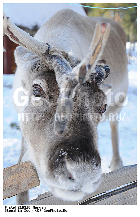 �����������, ��������, �������, ��������, �����