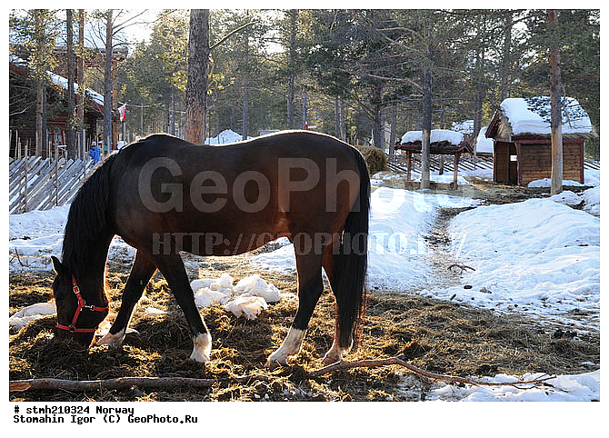 �����������, ��������, �������