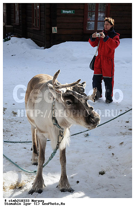 �����������, ��������, �������