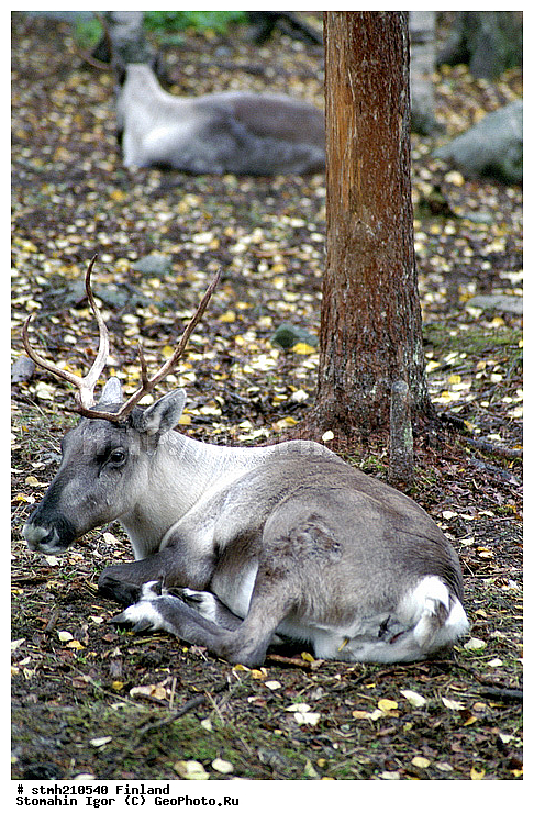 ���������, ���������, �����������, �������, �����, ��������, �����, ��������, ��������, �������������, �������������, �����, �����, XYZ, ��������, ������, Cervidae, �������� �����, ������, Rangifer tarandus