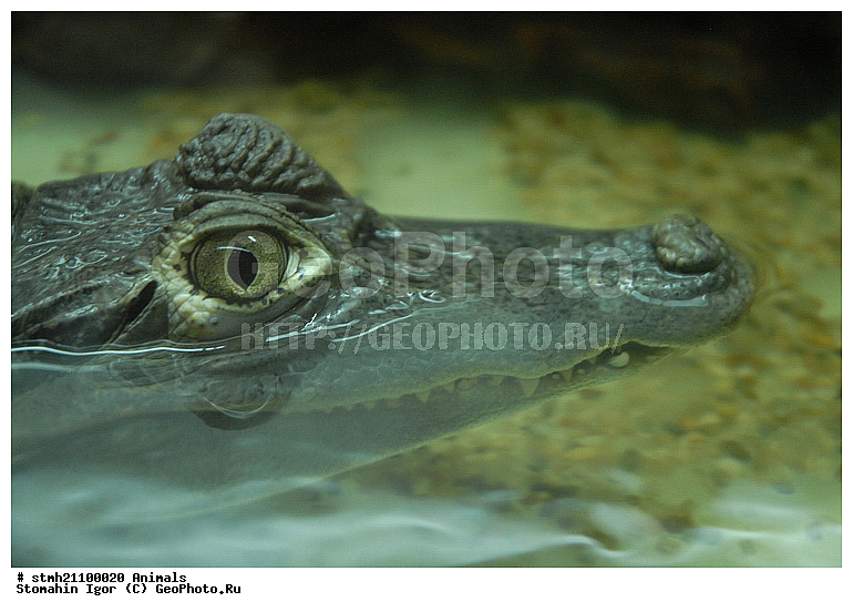 ��������, �����, �������