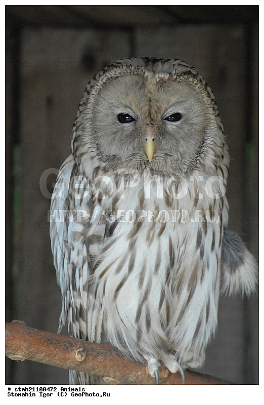 ��������, �����, �������