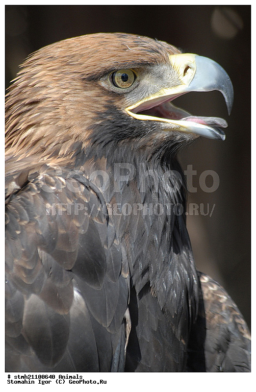 ��������, �����, �������