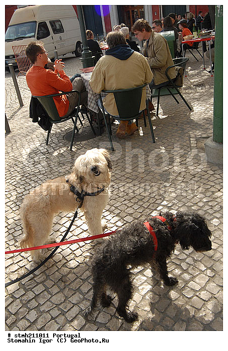 ����������,  ��������, ������:, �������