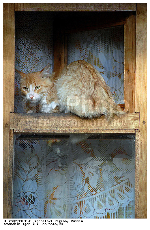 ����������� �������