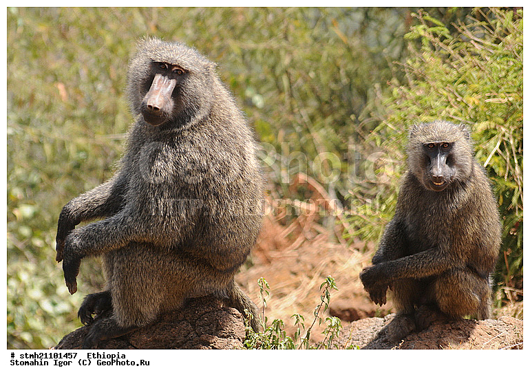 ������, �������, ��������, ��������, �������������, �������������, �����, �����, XYZ, �����������, Cercopithecidae, ������ ������, ����������� ������, Papio anubis