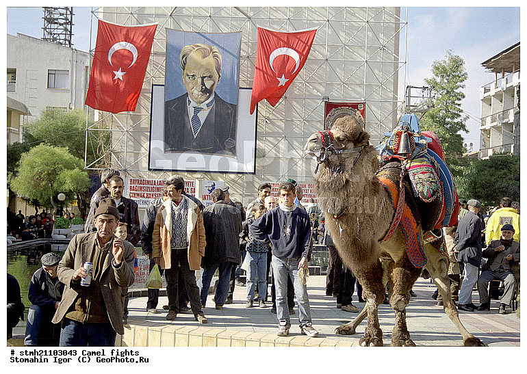 ��������� ���, �������, ��������, ��������, �������������, �������������, �����, �����, XYZ, �����������, Camelidae, ��������� �������, ��������, Camelus bactrianus