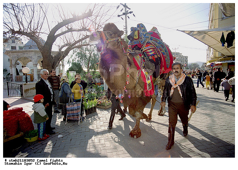 ��������� ���, �������, ��������, ��������, �������������, �������������, �����, �����, XYZ, �����������, Camelidae, ��������� �������, ��������, Camelus bactrianus