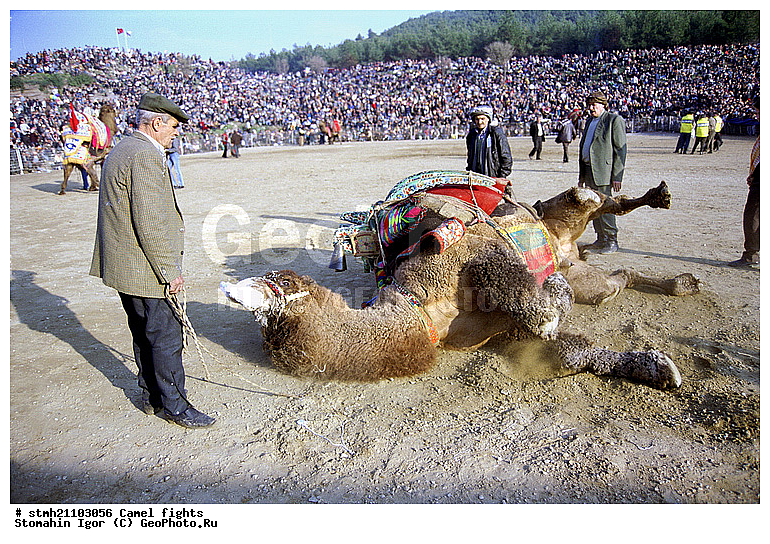 ��������� ���, �������, ��������, ��������, �������������, �������������, �����, �����, XYZ, �����������, Camelidae, ��������� �������, ��������, Camelus bactrianus