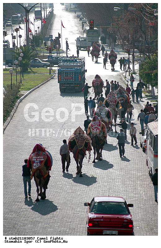 ��������� ���, �������, ��������, ��������, �������������, �������������, �����, �����, XYZ, �����������, Camelidae, ��������� �������, ��������, Camelus bactrianus