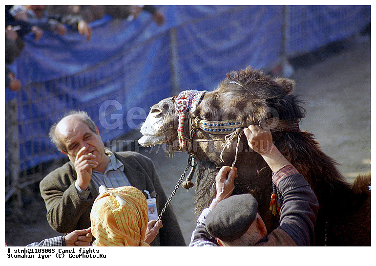 ��������� ���, �������, ��������, ��������, �������������, �������������, �����, �����, XYZ, �����������, Camelidae, ��������� �������, ��������, Camelus bactrianus