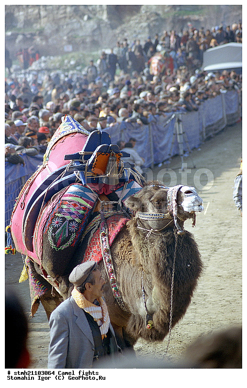 ��������� ���, �������, ��������, ��������, �������������, �������������, �����, �����, XYZ, �����������, Camelidae, ��������� �������, ��������, Camelus bactrianus